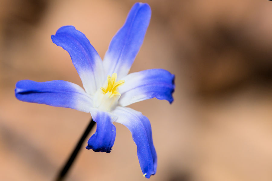 Sternhyazinthe