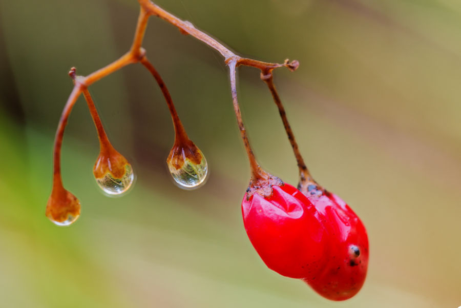 Träuble und Wassertropfen mit Spiegelung
