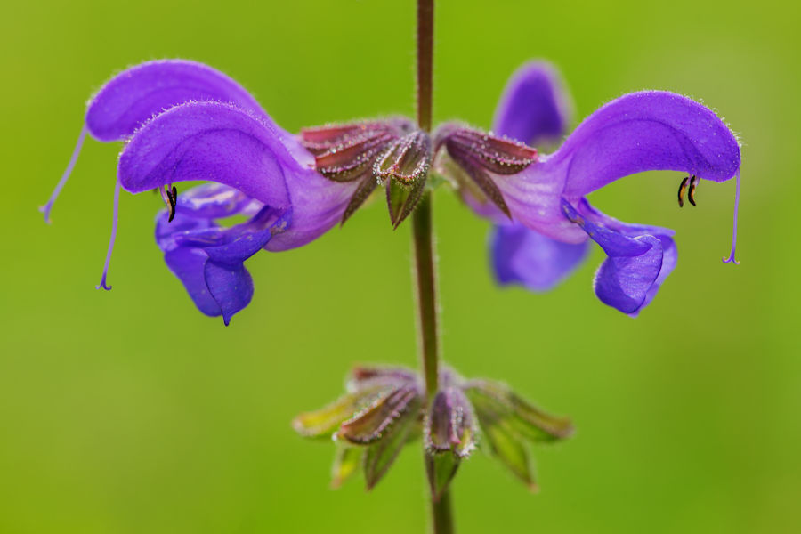 Wiesensalbei