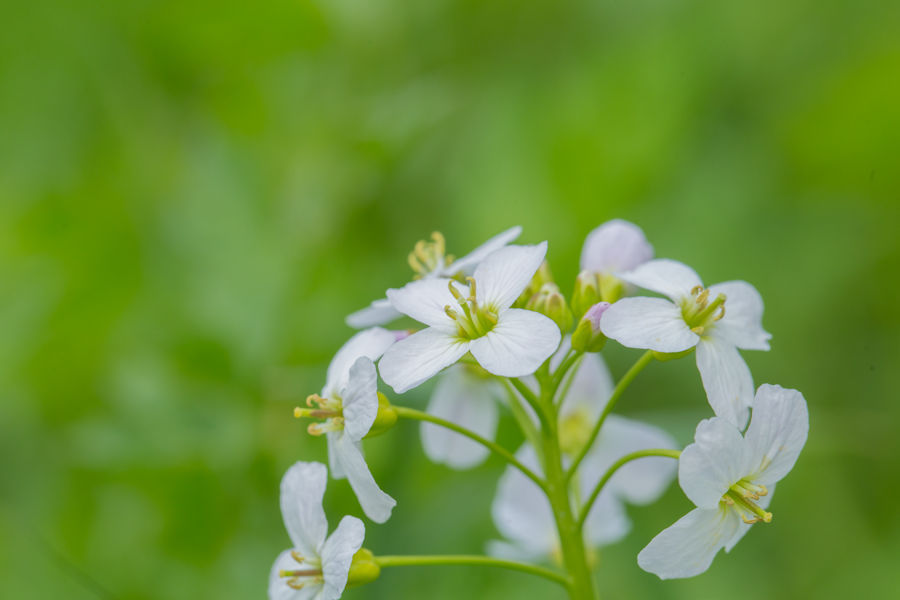 Wiesenschaumkraut