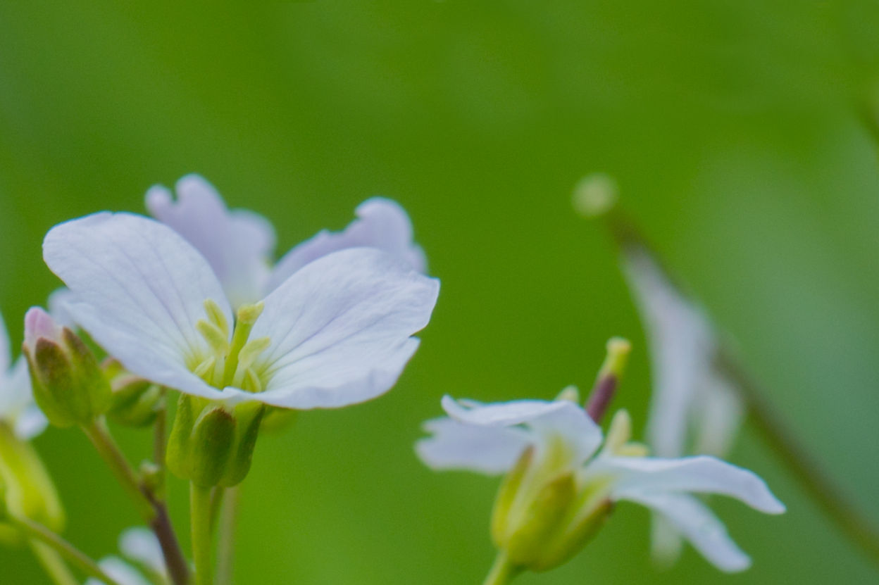 Wiesenschaumkraut