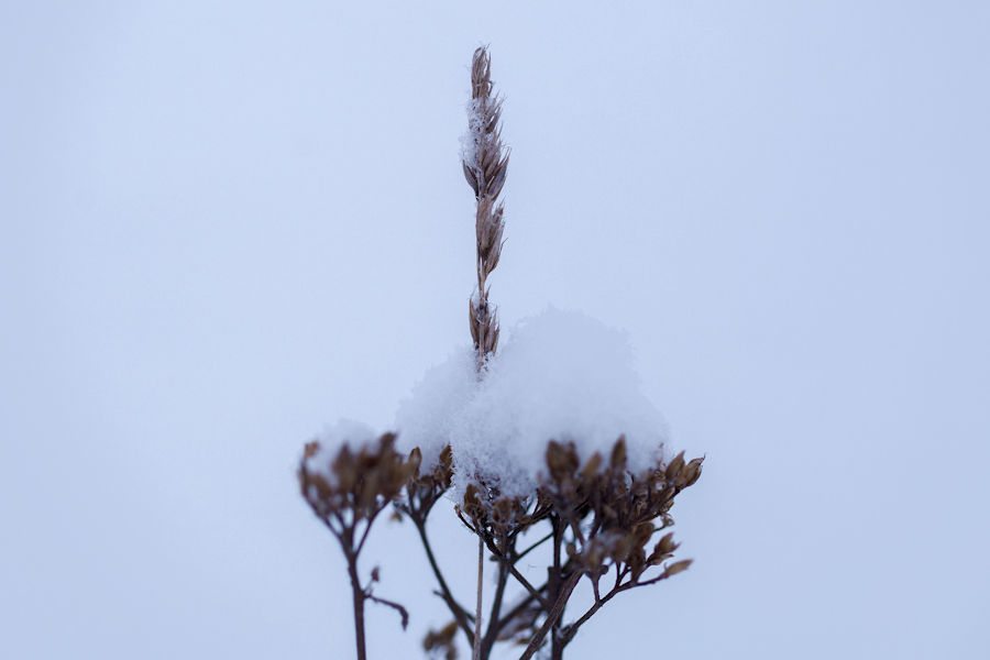 im Winter