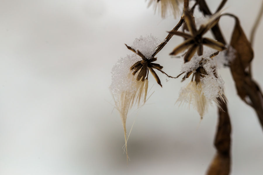 im Winter im Wald