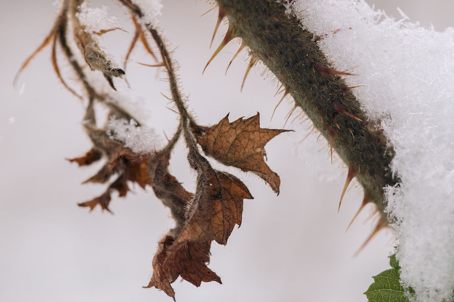 im Winter im Wald