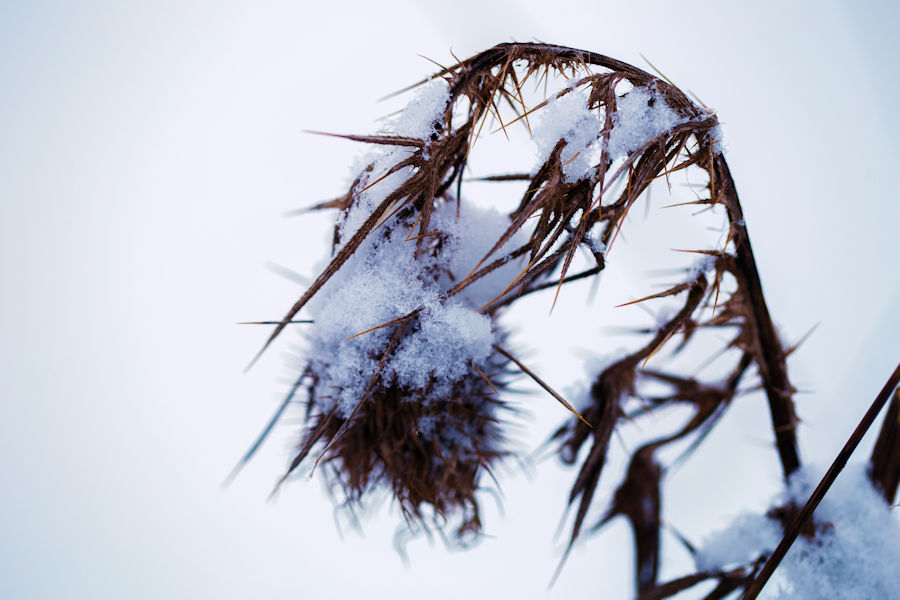 verblühte Pflanze im Winter