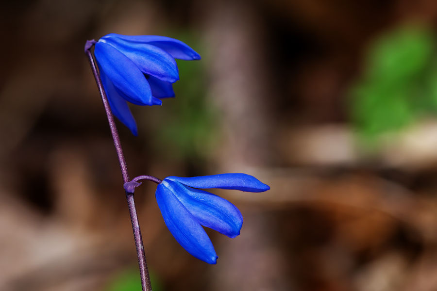 Blaue Blüten