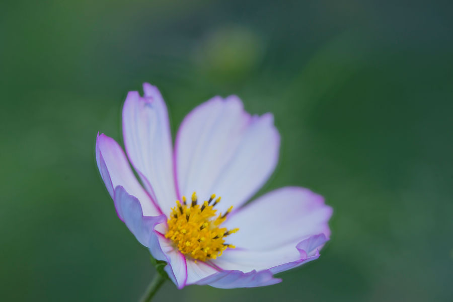 Blüte