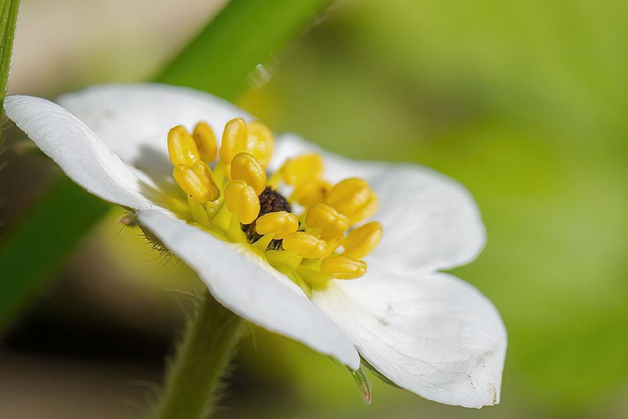 Blüte