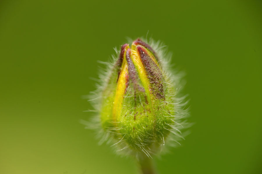 Blüte