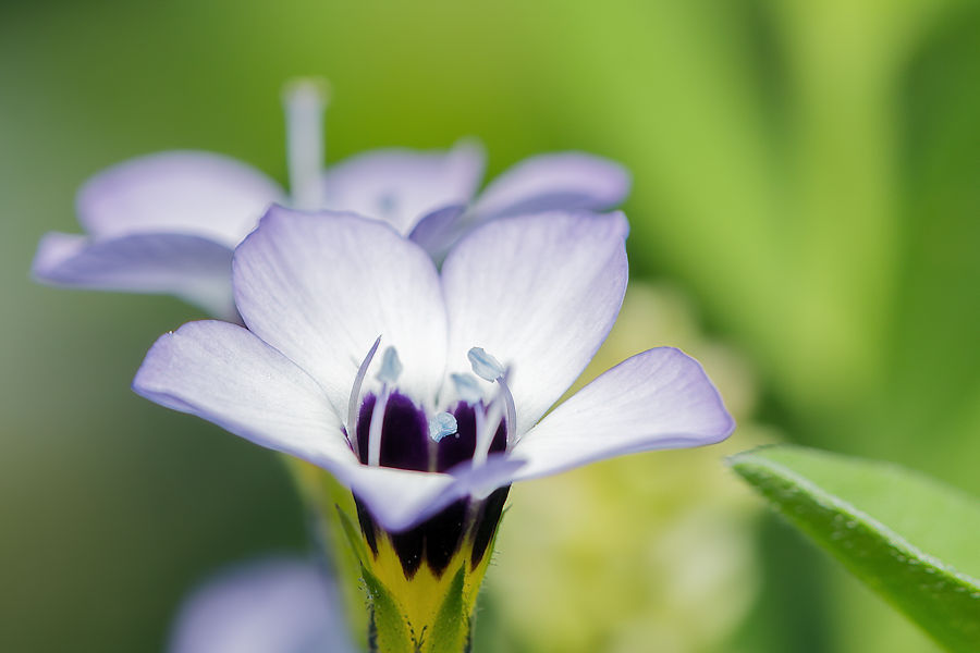 Blüte