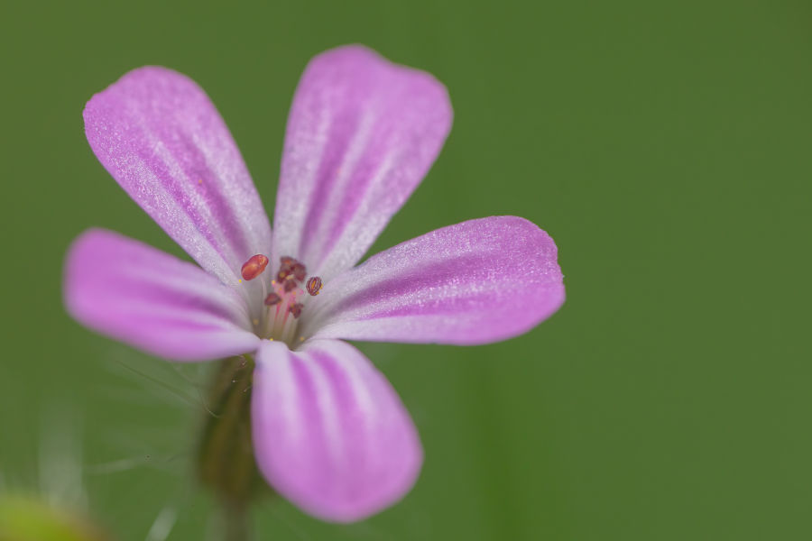 Blüte