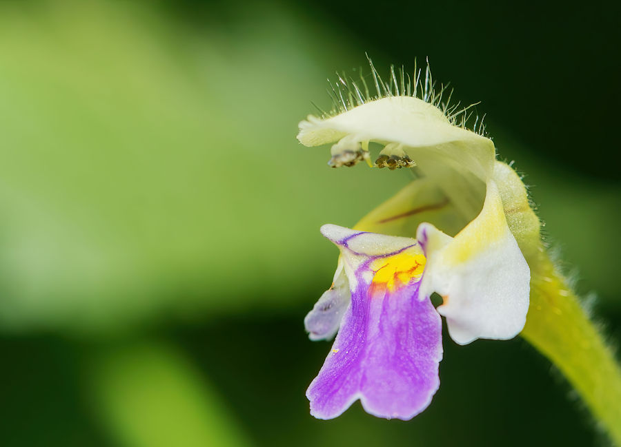 Blüte