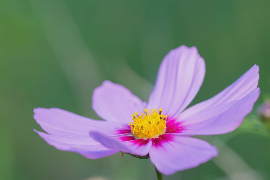 Blüte