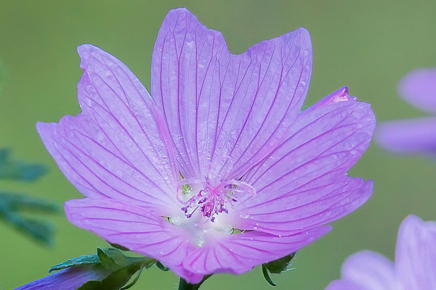 Blüte