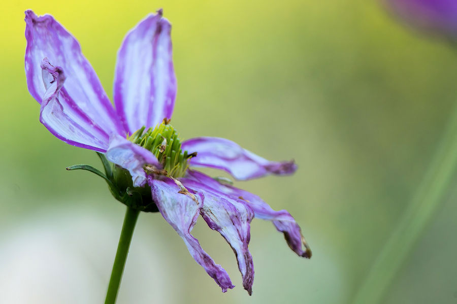 Blüte