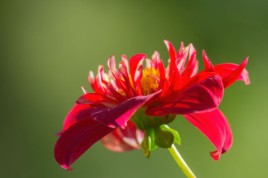 Blüte