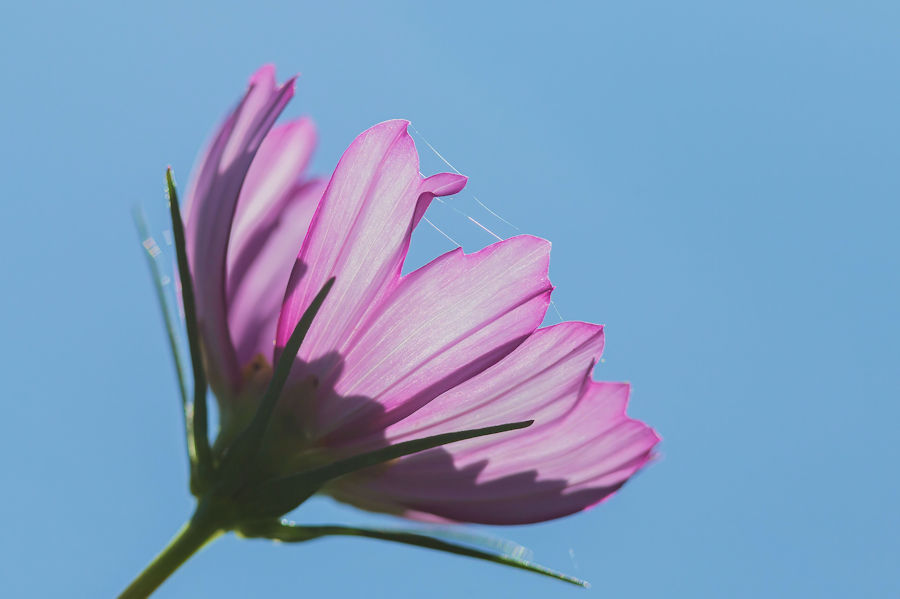 Blüte
