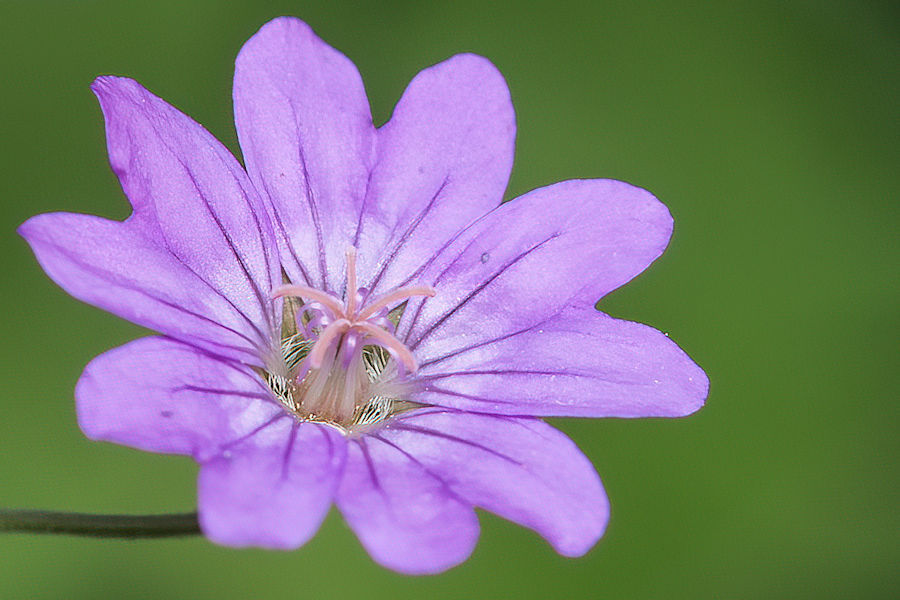 Blüte eines Storchschnabel