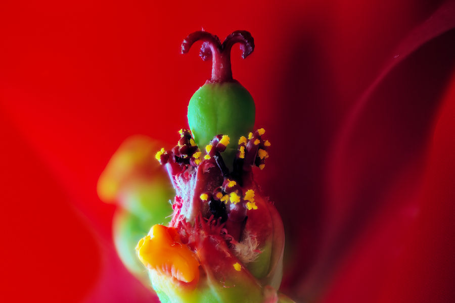 Blüte eines Weihnachtsstern
