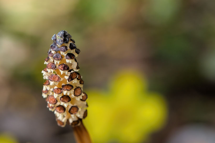 Blüte im Wald