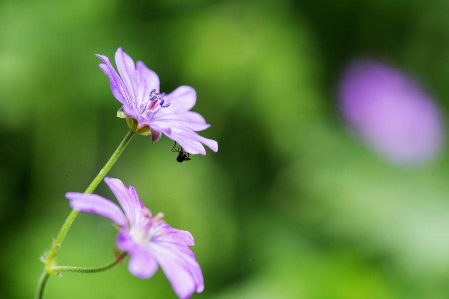 Blüte mit Besucher