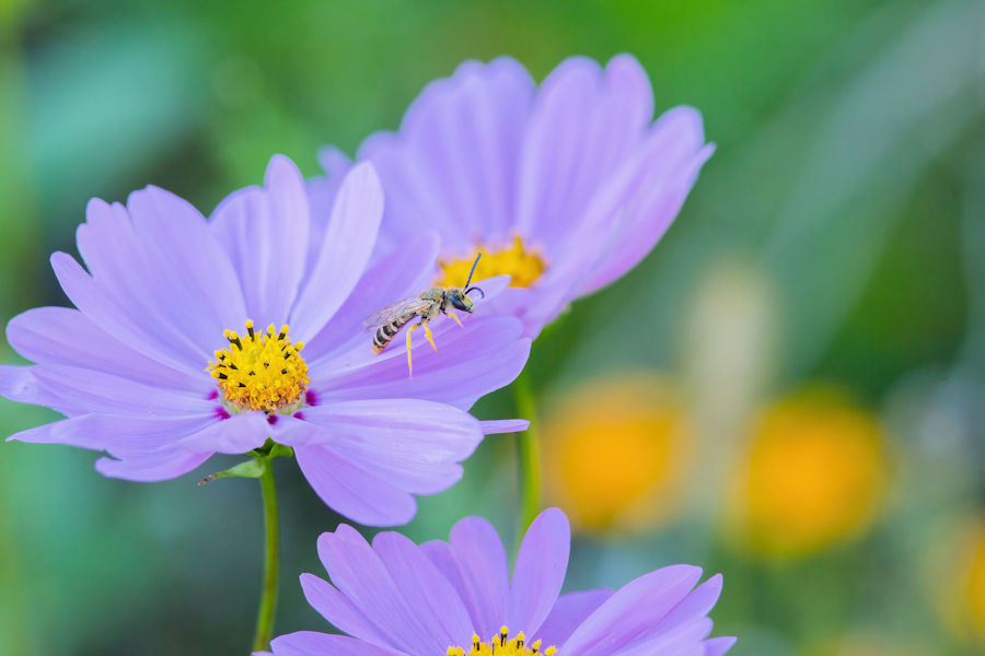Blüte mit Besucher