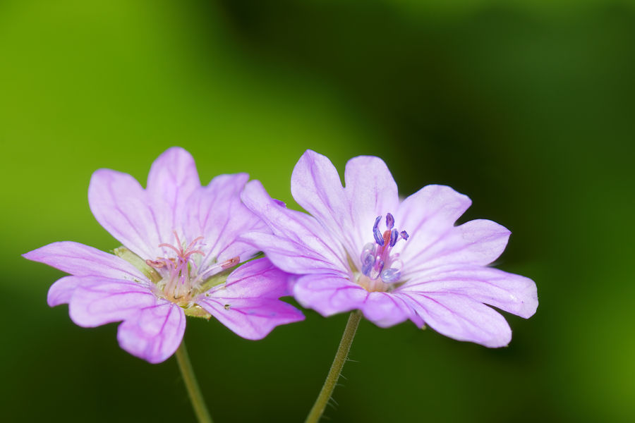Blüten