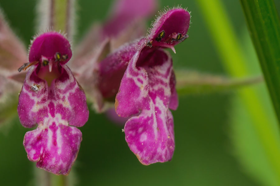 Blüten