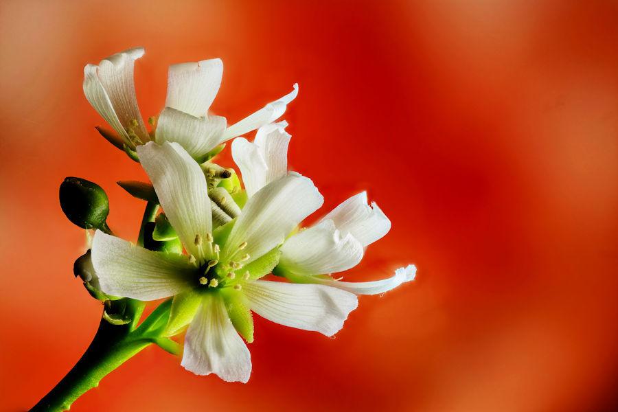 Blüten einer Venus Fliegenfalle