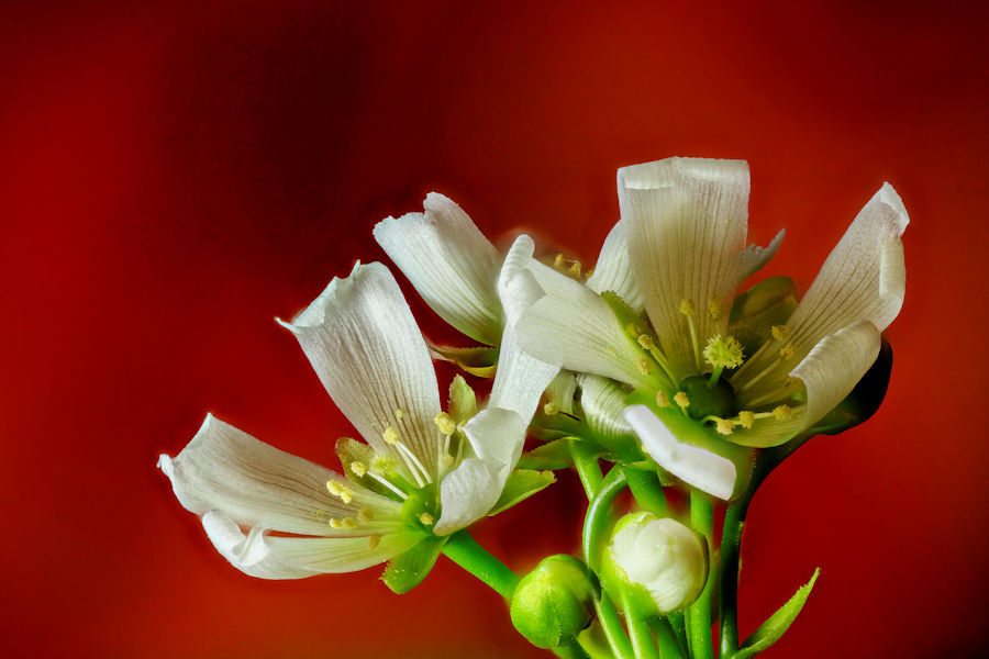 Blüten einer Venusfliegenfalle