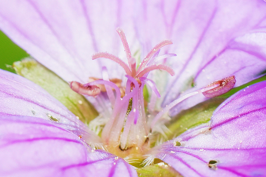 Blütendetails