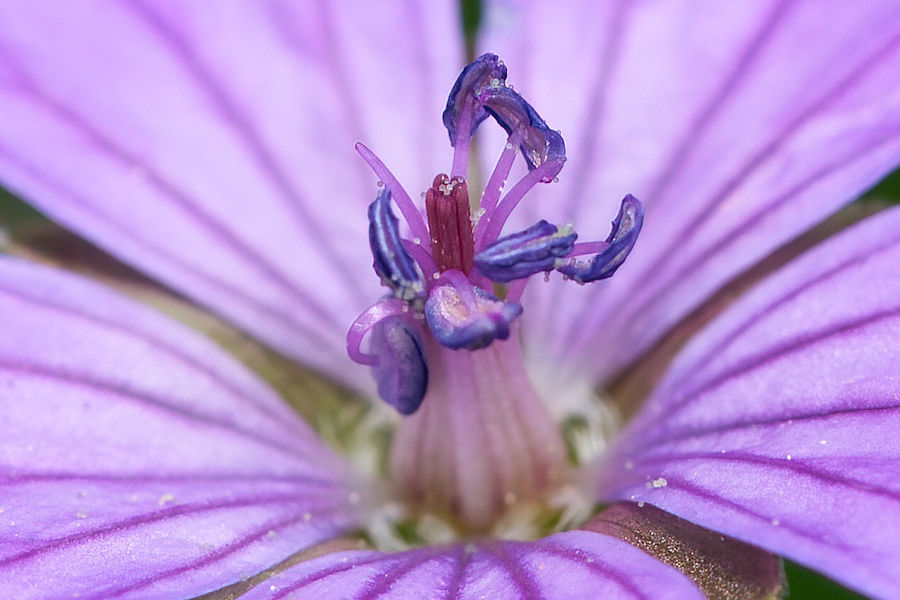 Blütendetails