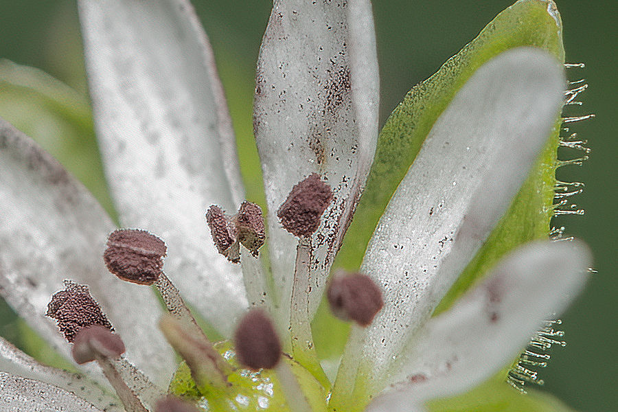 Blütendetails