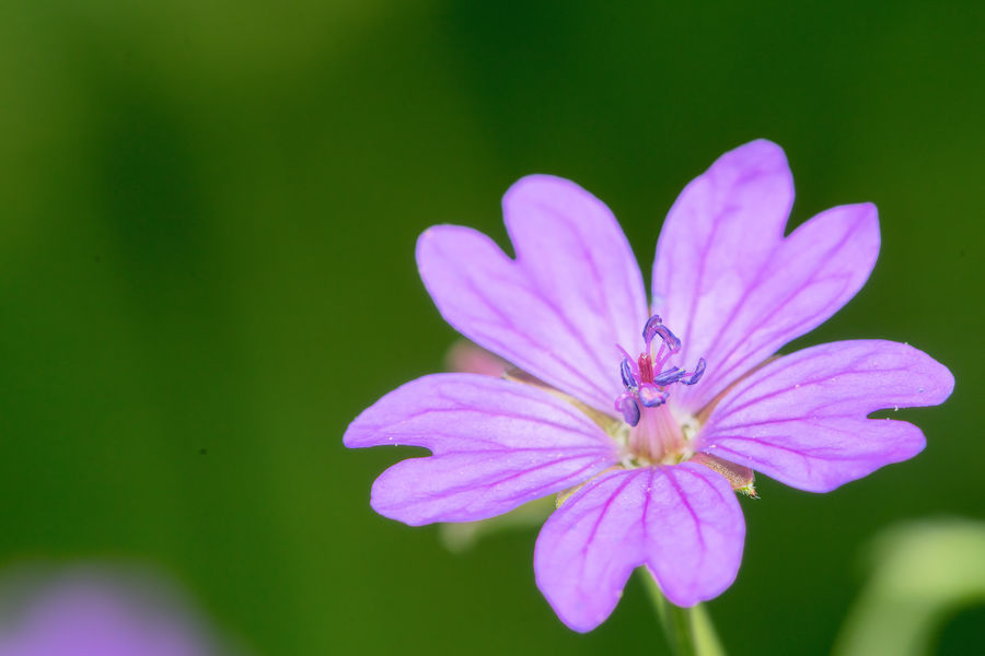 Blume