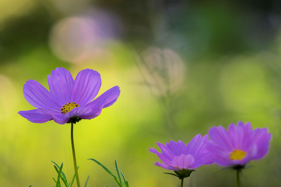 Blumen