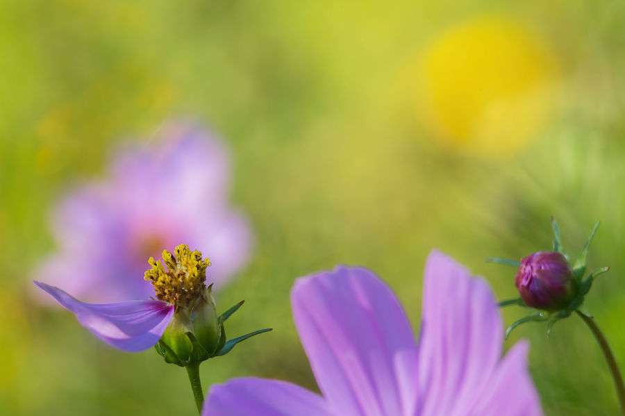 Blumen