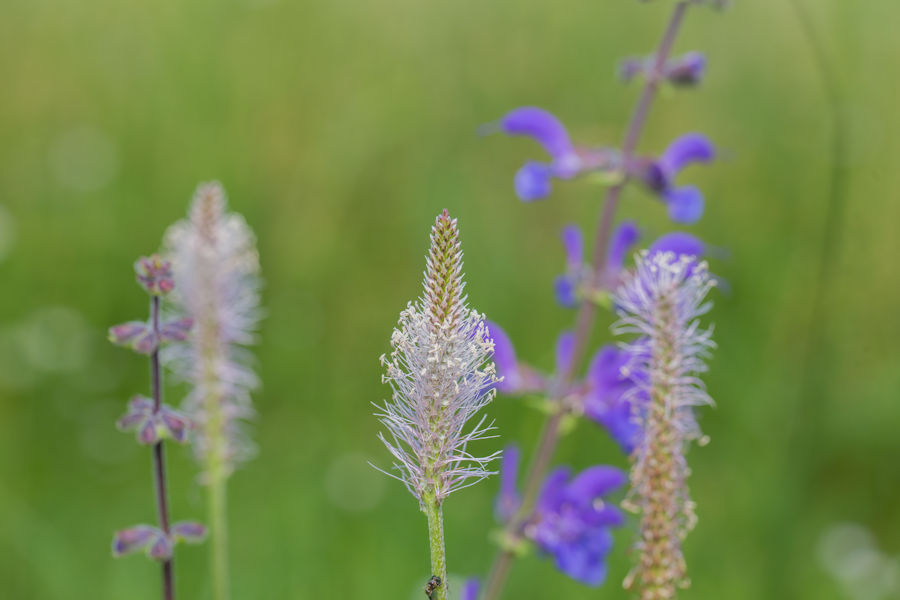 Blumenwiese
