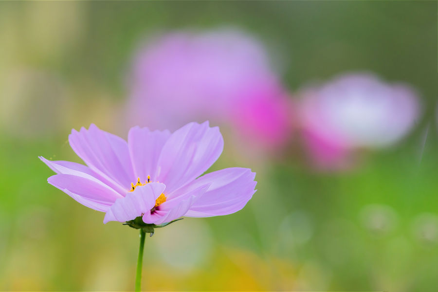 Blumenwiese
