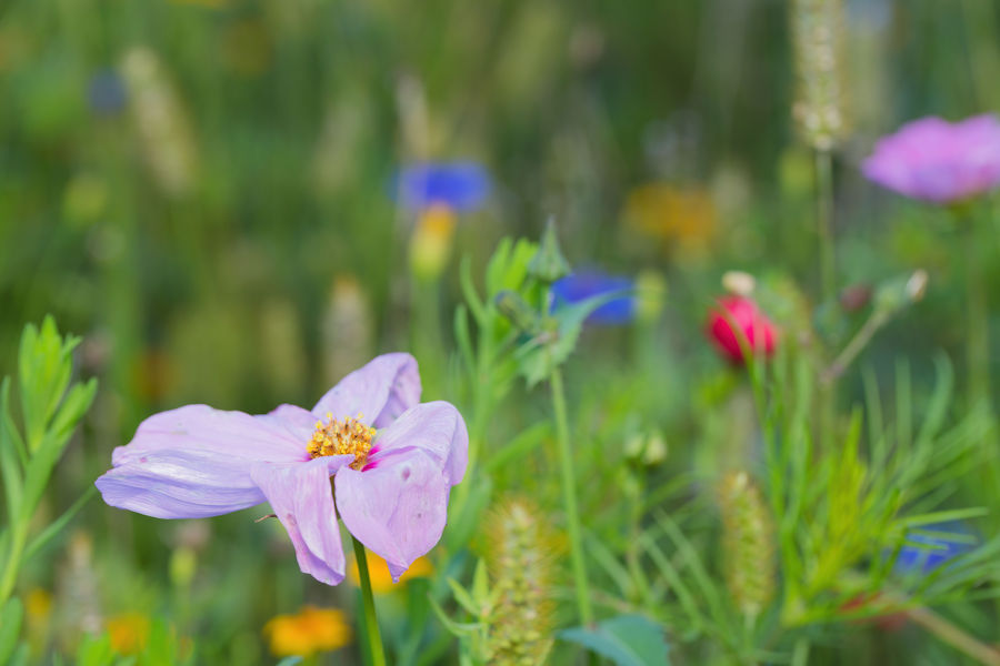 Blumenwiese