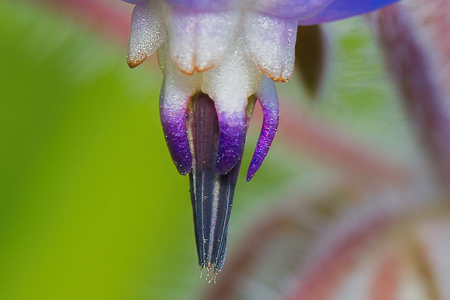 Borretschblüte Details