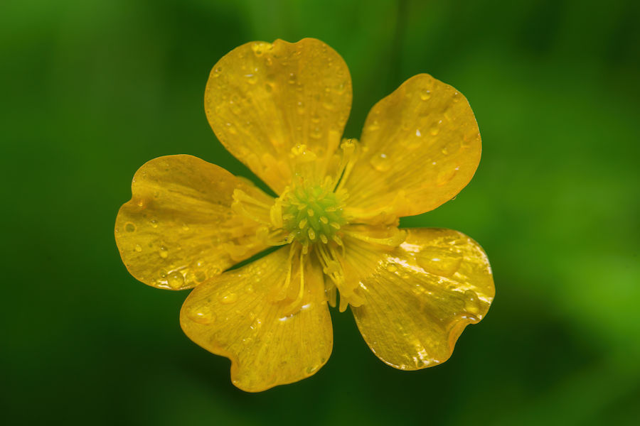 Butterblume