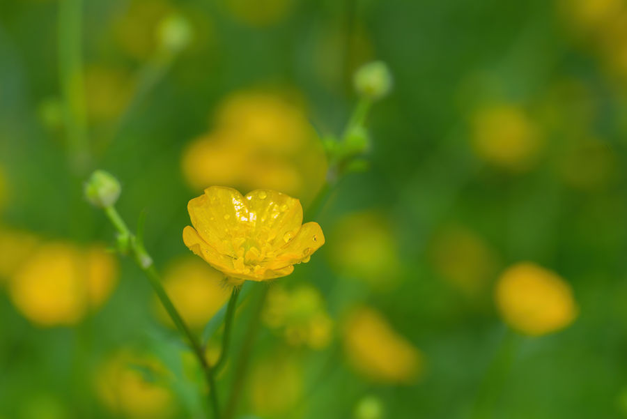 Butterblumen
