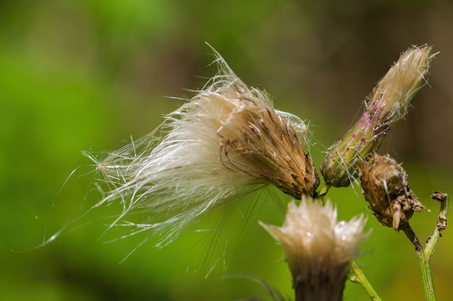 Distel