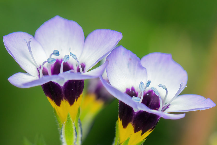 Dreifarbige Gilie