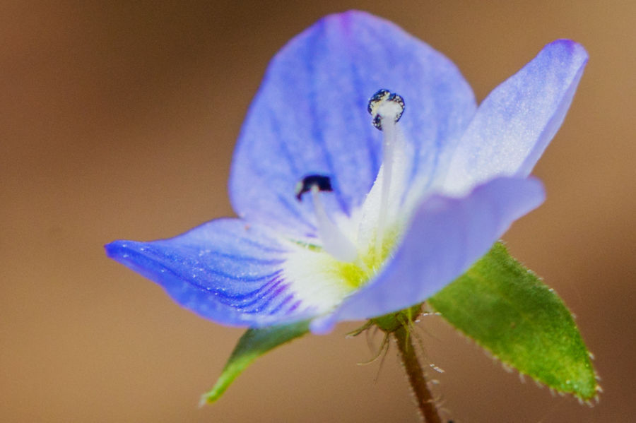 Ehrenpreisblüte
