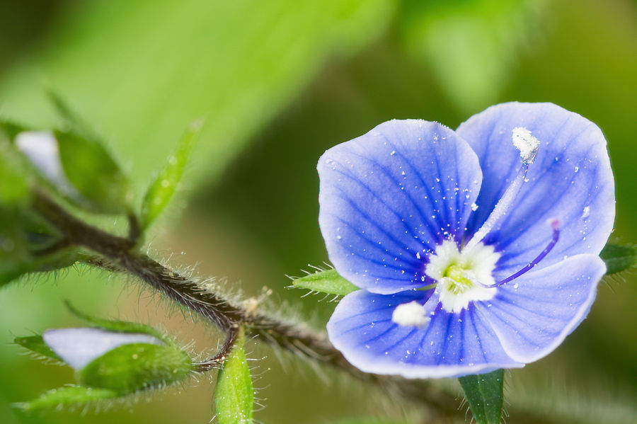 Ehrenpreisblüte