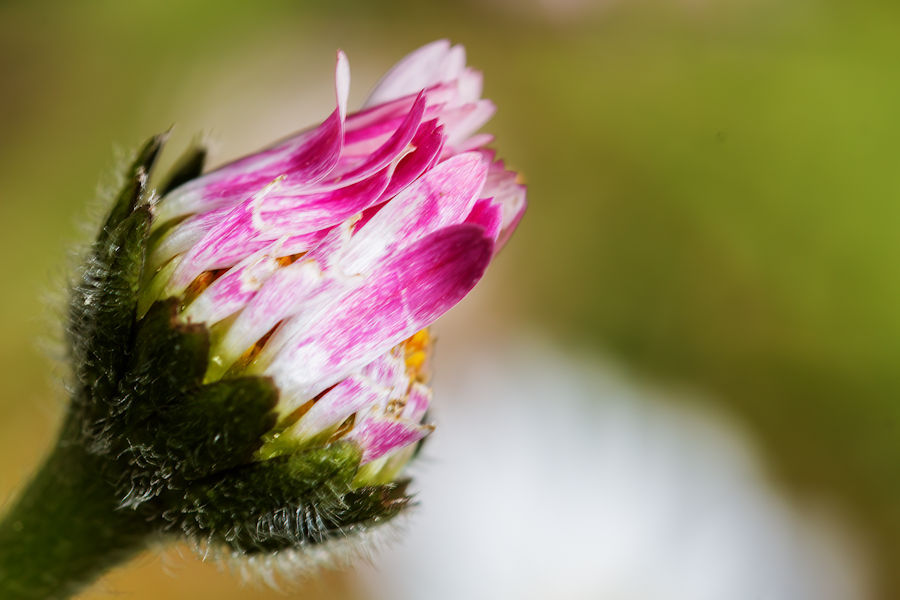 Gänseblümchen