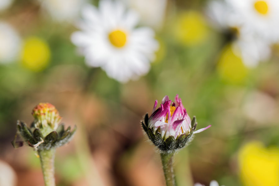 Gänseblümchen