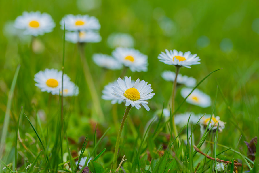 Gänseblümchen