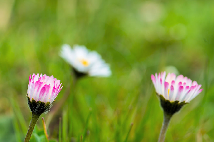 Gänseblümchen